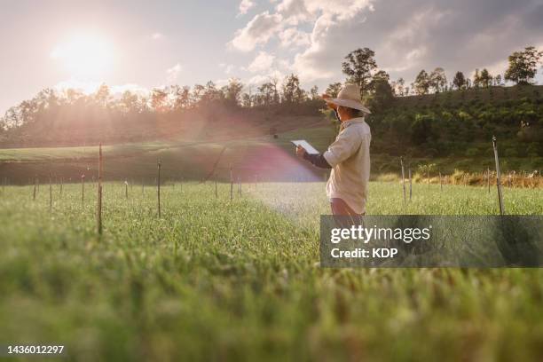 senior male farmer with digital tablet while observing diseased plant in garlic plantation fields. - digital agriculture stock pictures, royalty-free photos & images