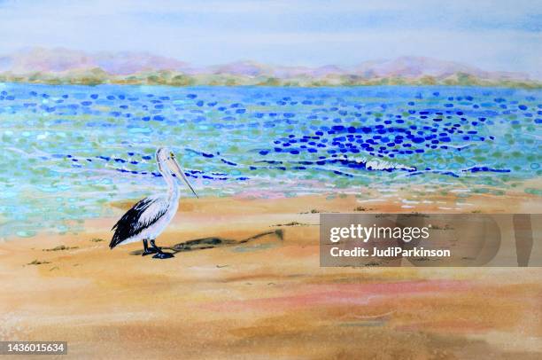 watercolor painting of an australian pelican on a beach - pelican hill stock illustrations