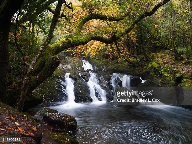 waterfall in glengarriff nature reserve, ireland - nature reserve stock pictures, royalty-free photos & images