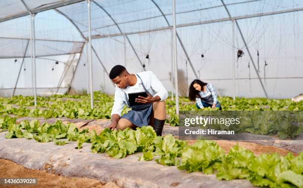 agriculture, tablet and greenhouse farmer worker people with lettuce or vegetables growth development on an asset management software. sustainability, eco friendly and vegan farming with technology - green economy stockfoto's en -beelden