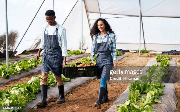 vegetables greenhouse, teamwork and farmer people in agriculture food production or supply chain industry working together. sustainability, small business and farming woman with harvest vegan basket - small farm stock pictures, royalty-free photos & images