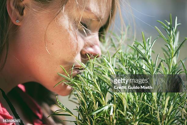 woman smelling fresh rosemary - kräuter stock-fotos und bilder