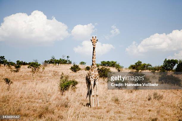 giraffe standing in safari field - johannesburg stockfoto's en -beelden
