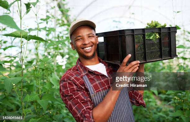 agriculture, greenhouse and portrait of farmer with crate of sustainable vegetables from nursery. sustainability, agro and eco friendly man with plant, crops or produce for his small business on farm - african american farmer stockfoto's en -beelden