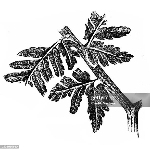 mariopteris muricata is the name of a species, part of the genus mariopteris - fern fossil stock illustrations
