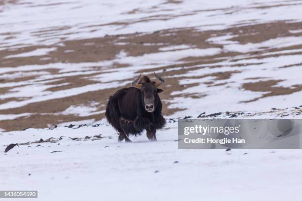 Long Horned Ox Photos and Premium High Res Pictures Getty Images Long Horned Ox Photos and Premium High Res Pictures Getty Images