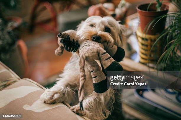 playful  dog.yorkshire terrier just playing with stuffed toy on  sofa - toy dog fotografías e imágenes de stock