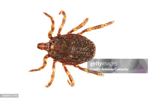tick - acaro foto e immagini stock