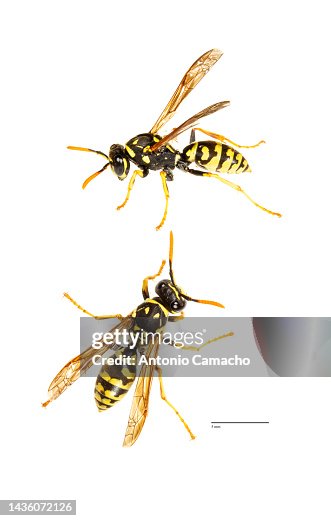 Wasp Wasp