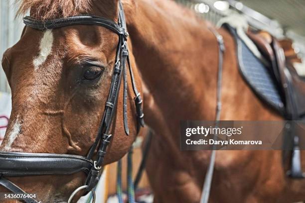 the head of the abyssinian brown stallion in the stable. the horse at the post looks in front of him. a close up portrait of a horse with a copy space. - thoroughbred horse racing stock pictures, royalty-free photos & images