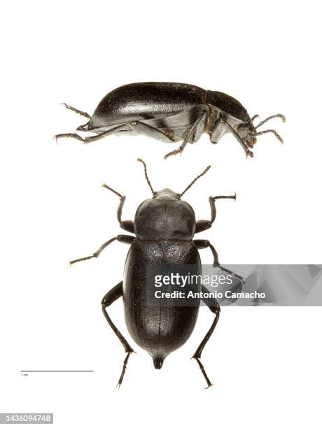 darkling beetle - beetle stockfoto's en -beelden