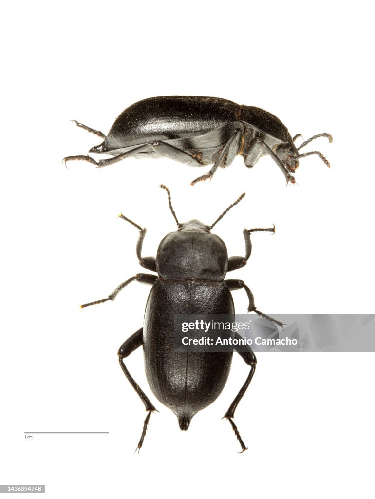 Darkling Beetle