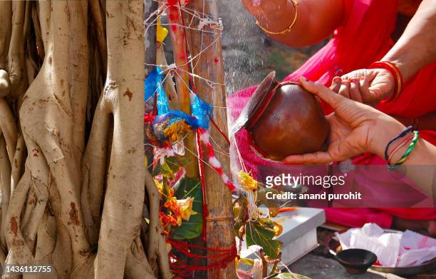 banyan tree worship festival, (vat savitri puja) india - banyan tree stock pictures, royalty-free photos & images