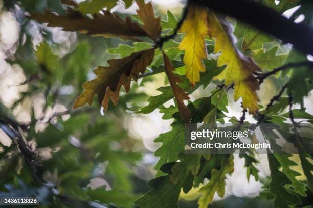 changing seasons in nature - branch stock pictures, royalty-free photos & images