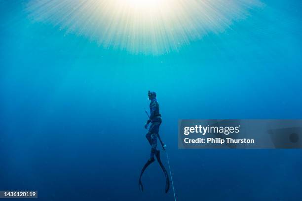 spear fisherman, exploring and hunting for fish in the deep blue ocean - deep sea diving stock pictures, royalty-free photos & images