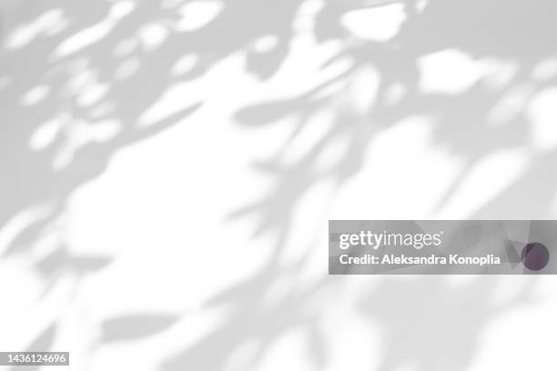 close up of shadows of thin tree branches with leaves on a white wall - luz moteada fotografías e imágenes de stock