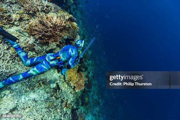 colourful coral gardens with spear fisherman, exploring and hunting for fish in the deep blue ocean - man spear fishing stock pictures, royalty-free photos & images