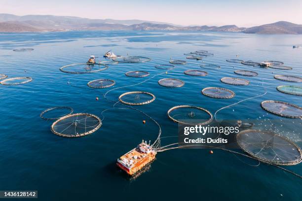 drone vista piscifactorías en el mar - salmón animal fotografías e imágenes de stock