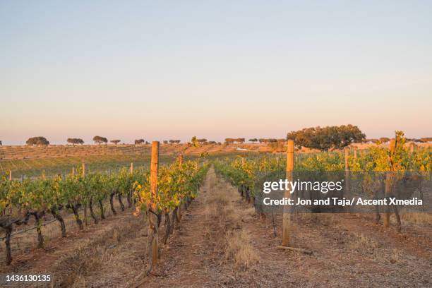 view down rows of grapes in vineyard - alentejo stock pictures, royalty-free photos & images