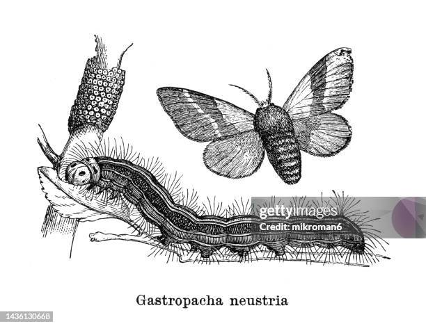 old engraved illustration of entomology, lackey moth (gastropacha neustria) - papillon de nuit photos et images de collection