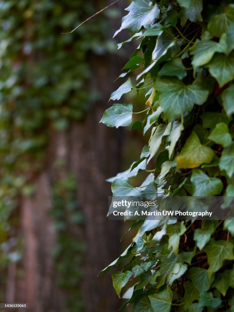 Poison ivy leaves on a tree trunk