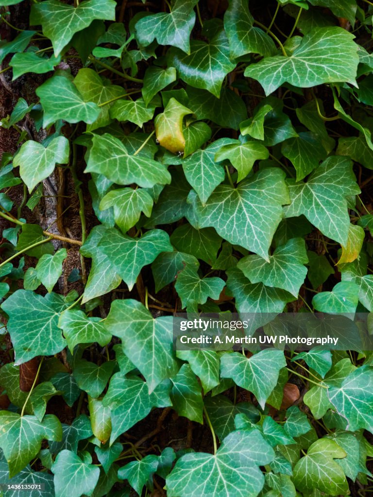 Poison ivy leaves on a tree trunk