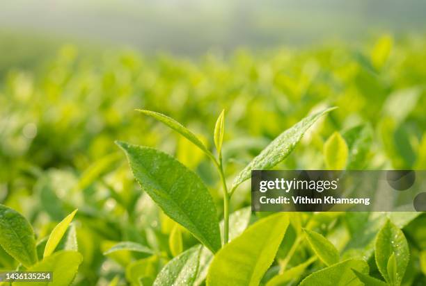 growing tea leaves - japanese tea stock pictures, royalty-free photos & images