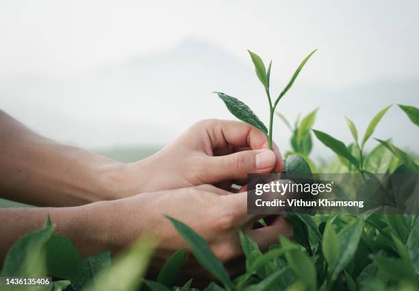 hand harvest fresh tea leaves in tea farm. - green tea leaves stock pictures, royalty-free photos & images