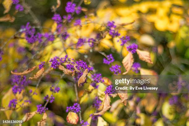 callicarpa bodinieri profusion plant - american beautyberry stock pictures, royalty-free photos & images