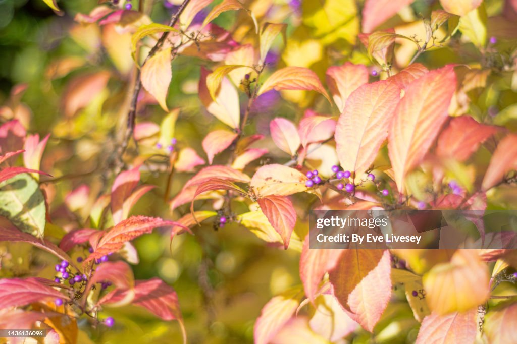 Callicarpa Bodinieri Profusion Plant