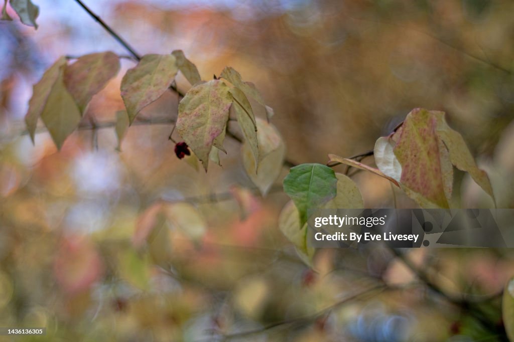 Euonymous Planipes Tree