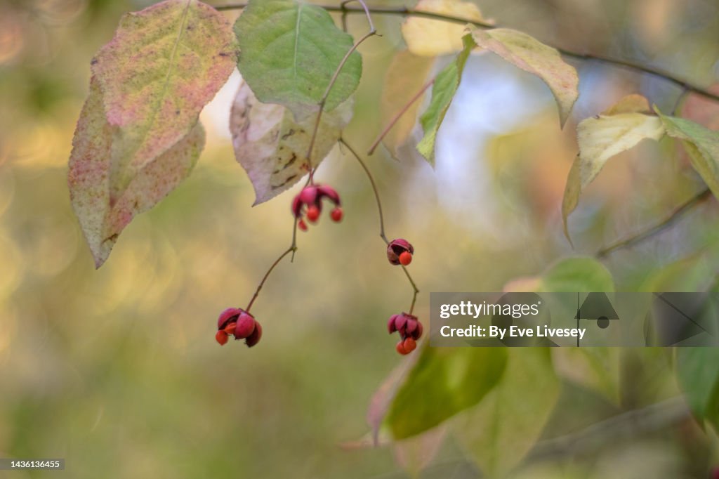 Euonymous Planipes Tree