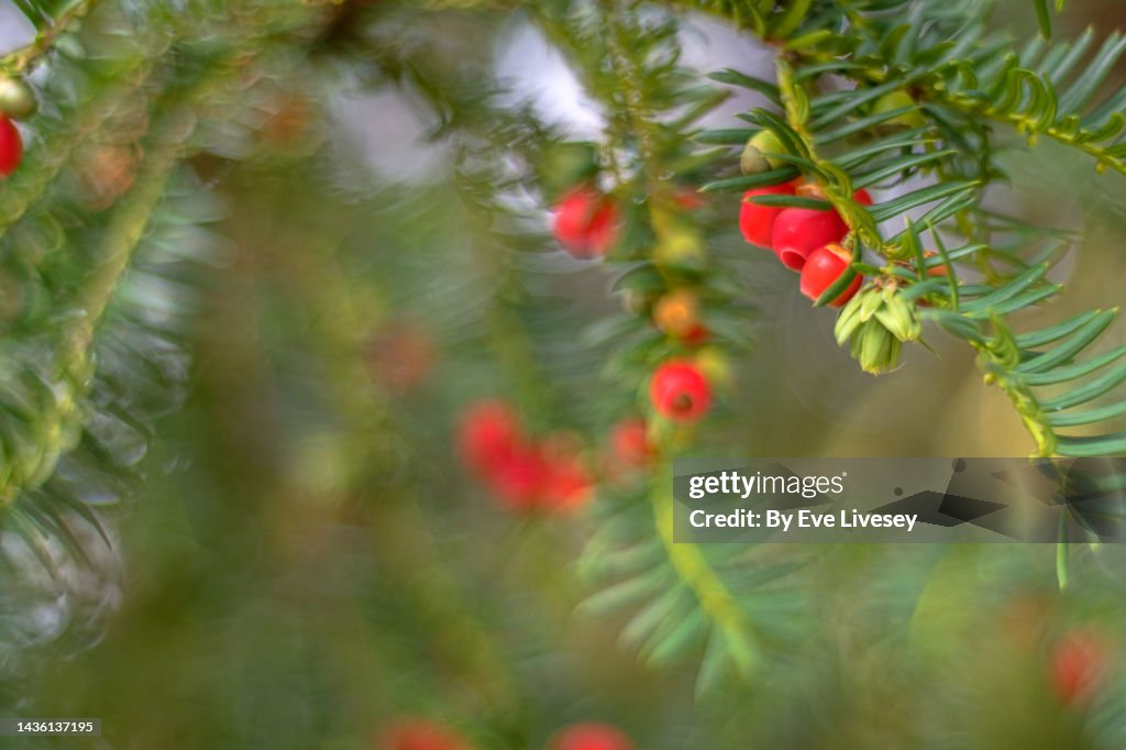 Pacific Yew Tree