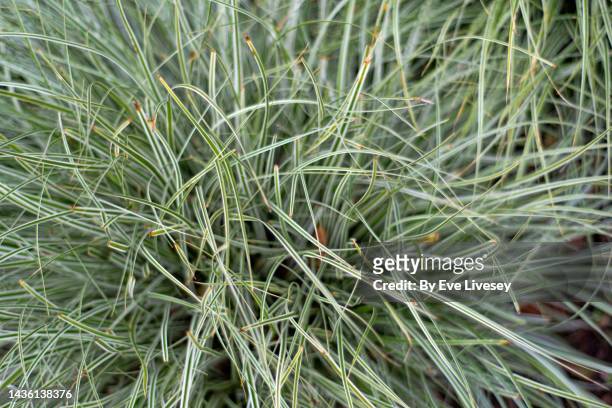 carex plant - sedge stock pictures, royalty-free photos & images