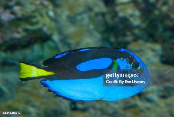 Peracanthids Paracanthurus Hepatus Photos and Premium High Res Pictures - Getty Images
