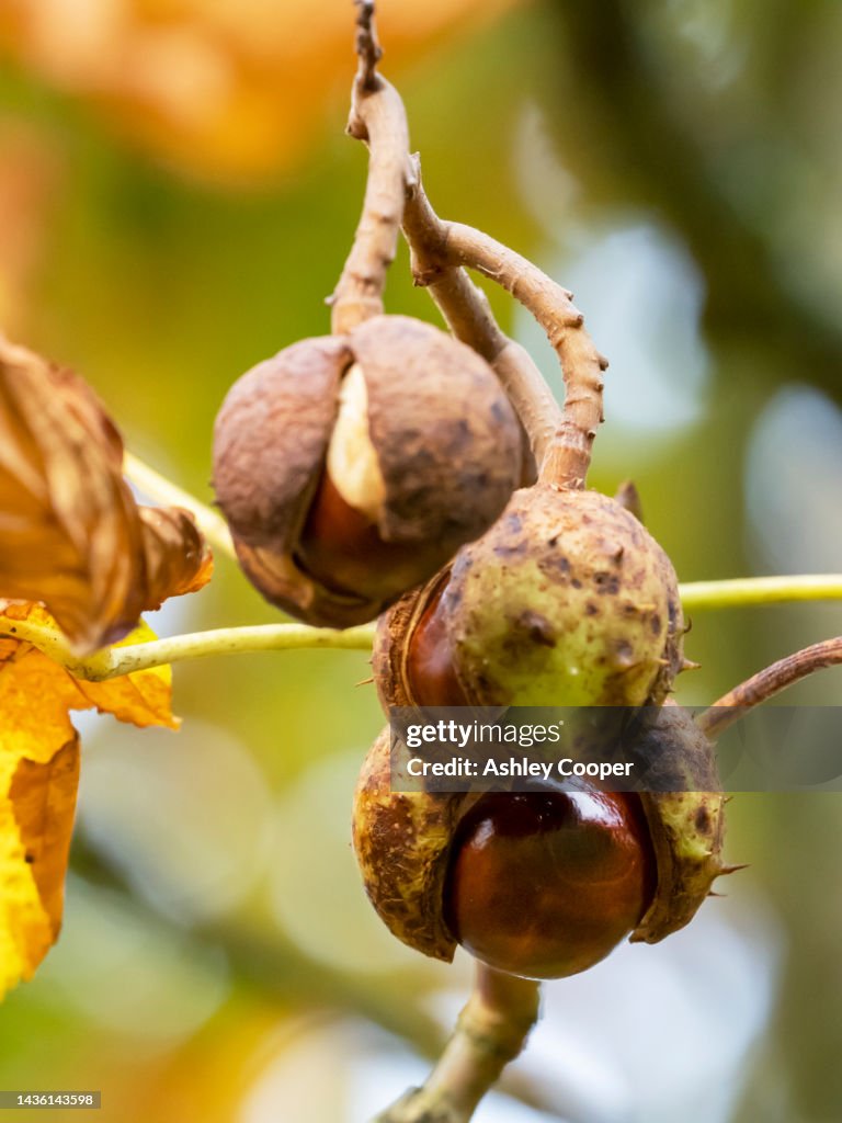 Empty Conker Shell Conker Shells On A Horse Chestnut Tree In Ambleside Lake District Uk ...