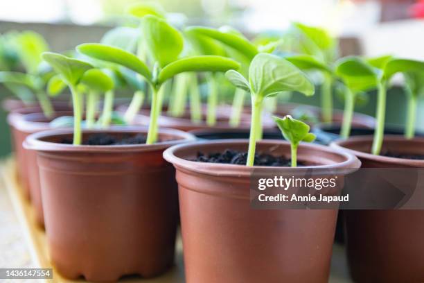 close up view of young plants grown at home in small pots - tomato vine stock pictures, royalty-free photos & images