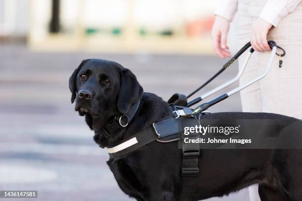 woman with assistance dog - perro adiestrado fotografías e imágenes de stock