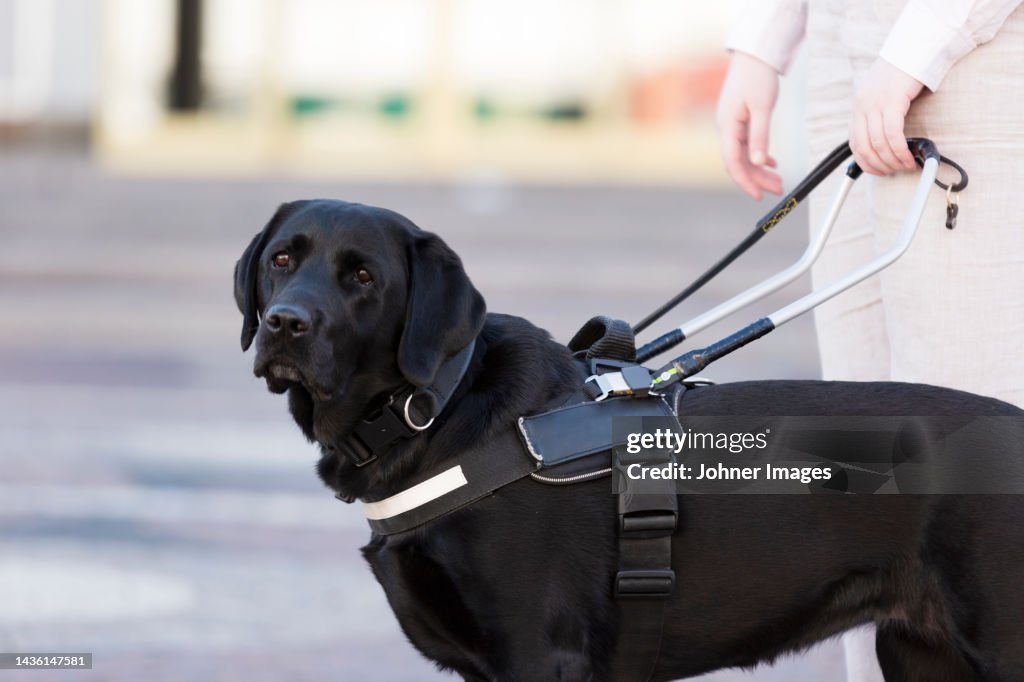 Woman with assistance dog