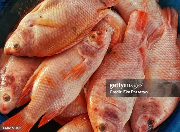 1,926 Red Snapper Stock Photos, High-Res Pictures, and Images