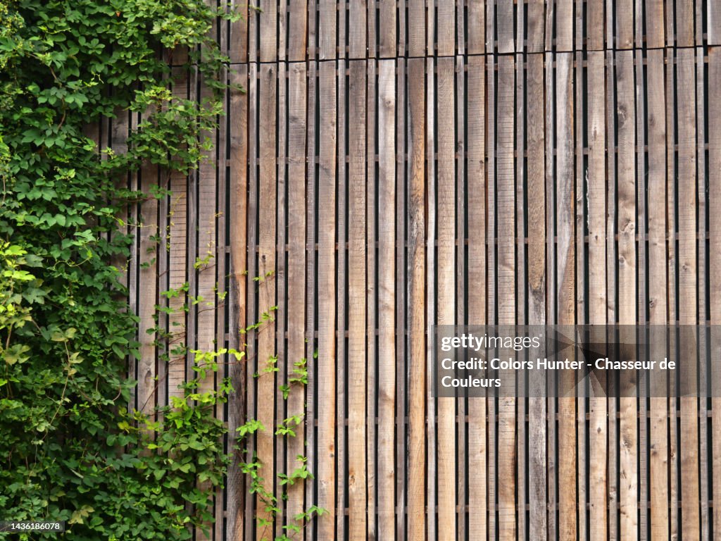 Close-up of a wooden garden palisade partially covered by climbing green plants in London, England, UK