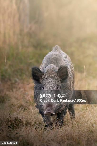 close-up of wild boar on field,parco naturale del monviso,crissolo,cuneo,italy - wild boar stock-fotos und bilder