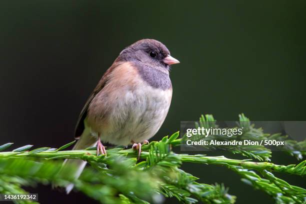 close-up of dark perching on branch,santa cruz mountains,california,united states,usa - dark eyed junco stock pictures, royalty-free photos & images