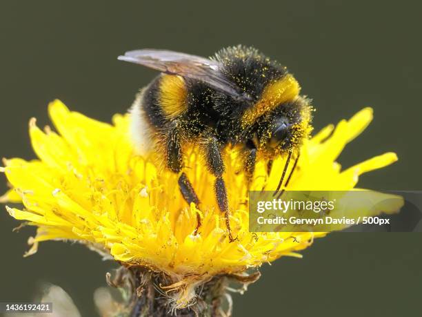 close-up of bee on yellow flower,rspb bempton cliffs,united kingdom,uk - bestäubung stock-fotos und bilder