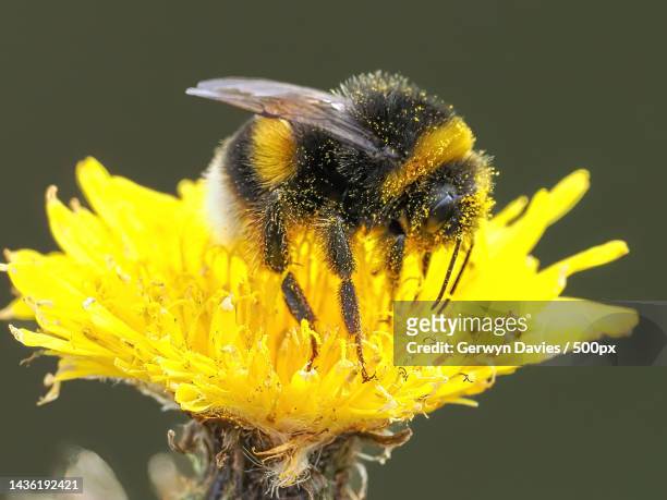 close-up of bee on yellow flower,rspb bempton cliffs,united kingdom,uk - polinização imagens e fotografias de stock