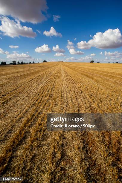 scenic view of agricultural field against sky - field stubble stock pictures, royalty-free photos & images