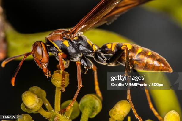 close-up of insects on plant,brazil - animais 個照片及圖片檔