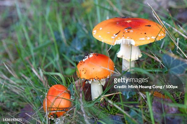 close-up of fly agaric mushroom on field - amanita parcivolvata stock pictures, royalty-free photos & images