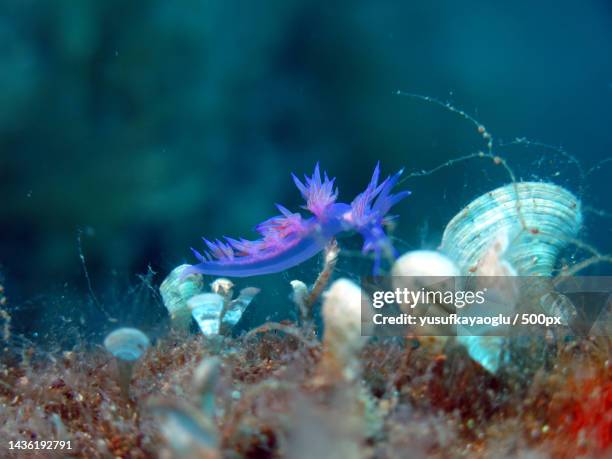 close-up of coral in sea - gastropod stock pictures, royalty-free photos & images