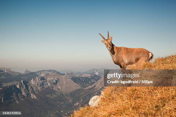 portrait of deer standing on mountain against sky,chamonix,france - alpine ibex stockfoto's en -beelden